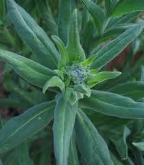 Attēlu rezultāti vaicājumam “Hesperis matronalis bud”