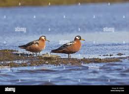 Attēlu rezultāti vaicājumam “Phalaropus fulicarius adult”