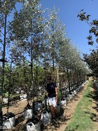 Attēlu rezultāti vaicājumam “Populus alba”