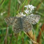 Attēlu rezultāti vaicājumam “Scopula immorata”