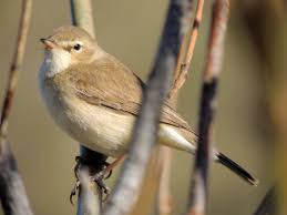 Image result for Hippolais caligata