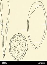 Attēlu rezultāti vaicājumam “Didymium tussilaginis spores”