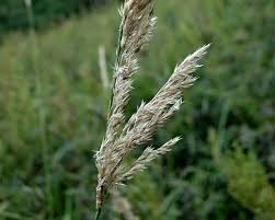 Attēlu rezultāti vaicājumam “Calamagrostis canescens fruit”