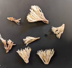 Attēlu rezultāti vaicājumam “Ramariopsis kunzei”