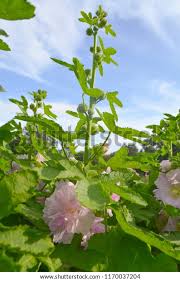 Image result for Stockrose