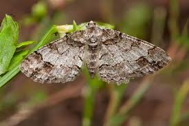 Attēlu rezultāti vaicājumam “Cleora cinctaria”