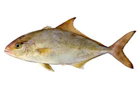 Image result for Seriola rivoliana