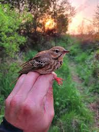 Attēlu rezultāti vaicājumam “Anthus trivialis”