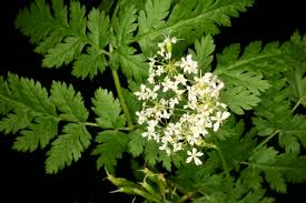 Image result for Myrrhis odorata