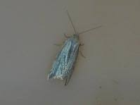 Attēlu rezultāti vaicājumam “Eana argentana”