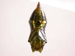 Attēlu rezultāti vaicājumam “Depressaria olerella imago”