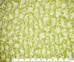 Attēlu rezultāti vaicājumam “Diplophyllum albicans”