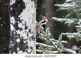 Attēlu rezultāti vaicājumam “Dendrocopos leucotos male”