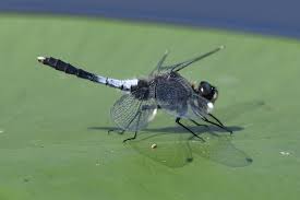 Attēlu rezultāti vaicājumam “Leucorrhinia caudalis male”