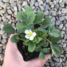 Attēlu rezultāti vaicājumam “Fragaria vesca leaf”