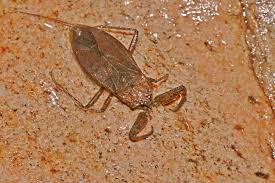 Attēlu rezultāti vaicājumam “Nepa cinerea”