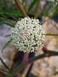 Attēlu rezultāti vaicājumam “Cicuta virosa flower”