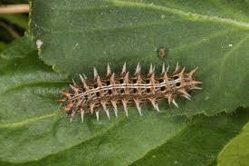Attēlu rezultāti vaicājumam “Argynnis laodice”