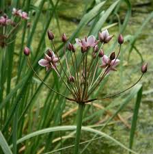 Attēlu rezultāti vaicājumam “Butomaceae”
