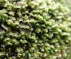 Attēlu rezultāti vaicājumam “Barbilophozia attenuata”