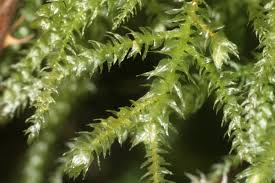 Attēlu rezultāti vaicājumam “Eurhynchium angustirete sporophyte”