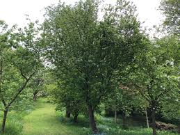 Attēlu rezultāti vaicājumam “Malus”