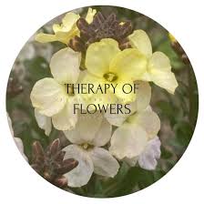 Image result for Cheiranthus cheiri