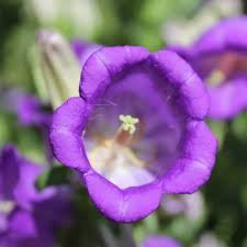 Image result for Marienglockenblumen