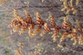 Attēlu rezultāti vaicājumam “Myrica gale male flower”