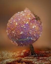 Attēlu rezultāti vaicājumam “Lamproderma pulchellum spores”