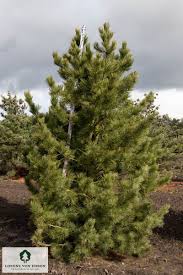 Image result for Pinus cembra
