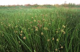 Attēlu rezultāti vaicājumam “Bolboschoenus maritimus”