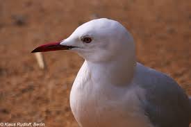 Image result for Chroicocephalus genei