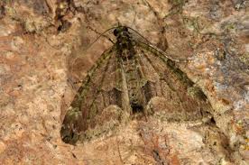 Attēlu rezultāti vaicājumam “Chloroclysta siterata”