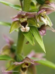 Attēlu rezultāti vaicājumam “Epipactis helleborine fruit”