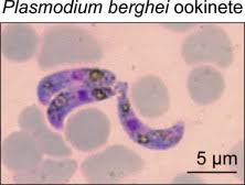 Attēlu rezultāti vaicājumam “undetermined plasmodium”