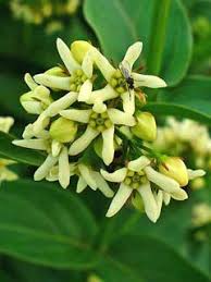 Attēlu rezultāti vaicājumam “Vincetoxicum hirundinaria fruit”