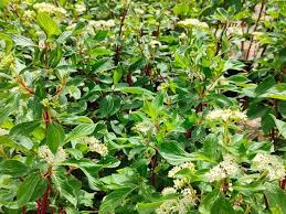 Attēlu rezultāti vaicājumam “Cornus alba”