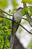 Image result for Coccyzus erythropthalmus