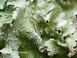 Attēlu rezultāti vaicājumam “Cetrelia olivetorum”