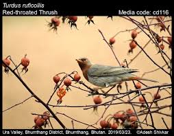 Image result for Turdus ruficollis
