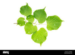 Attēlu rezultāti vaicājumam “Tilia cordata leaf”