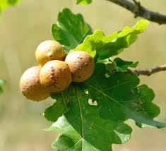 Attēlu rezultāti vaicājumam “gall”