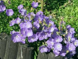 Image result for Campanula strigosa