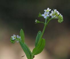 Attēlu rezultāti vaicājumam “Myosotis laxa subsp. baltica”