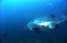 Image result for Stereolepis gigas