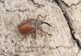 Attēlu rezultāti vaicājumam “Anthonomus phyllocola”