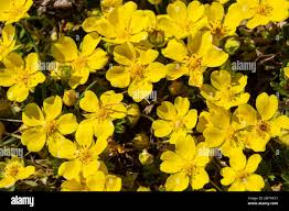 Attēlu rezultāti vaicājumam “Potentilla arenaria flower”
