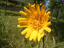 Attēlu rezultāti vaicājumam “Tragopogon pratensis subsp. pratensis flower”