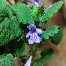Image result for Glechoma hederacea